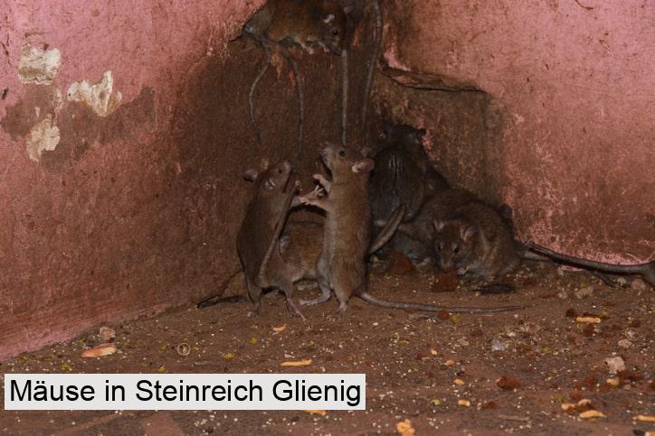 Mäuse in Steinreich Glienig